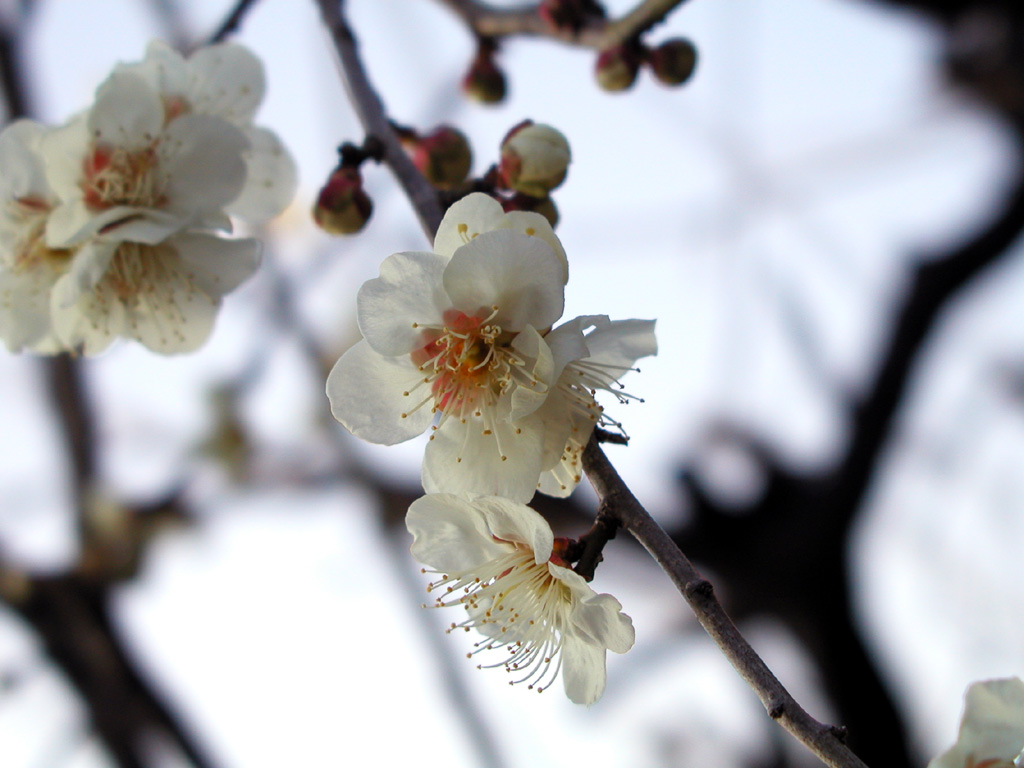 2004.3.11.ume