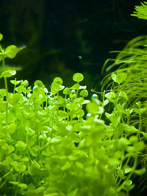 P5313617 P5313617
